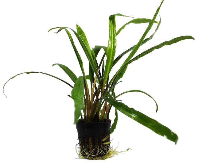 Cryptocoryne Retrospiralis