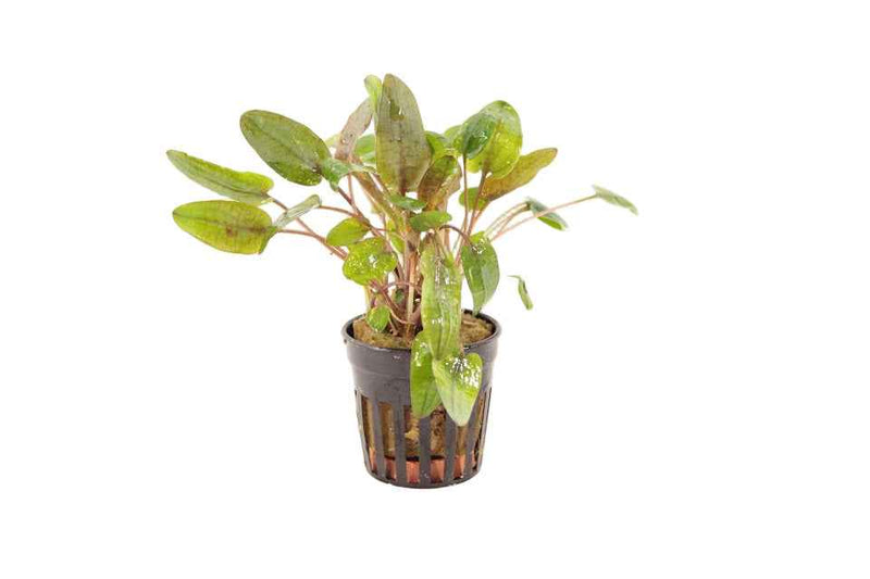 Cryptocoryne Tropica