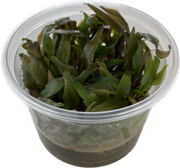 Cryptocoryne Undulatus - In Vitro