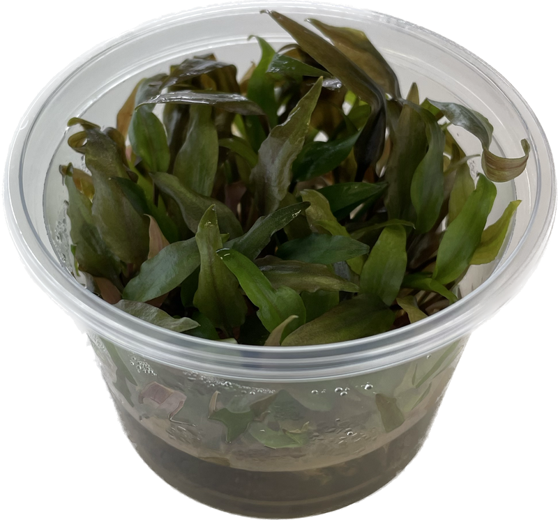 Cryptocoryne Undulatus - In Vitro