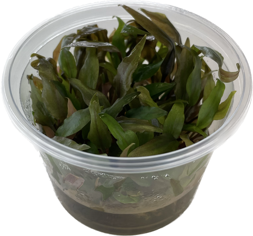 Cryptocoryne Undulatus - In Vitro