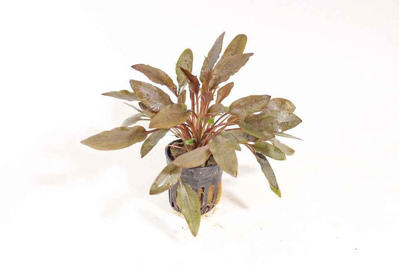 Cryptocoryne Wendtii - Bruin XL