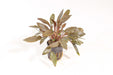 Cryptocoryne Wendtii Bruin - Aquascape - Aquariumplanten