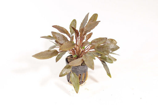 Cryptocoryne Wendtii Bruin - Aquascape - Aquariumplanten