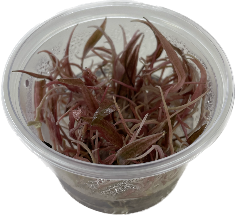 Ecoscape Cryptocoryne 'Flamingo' - In Vitro