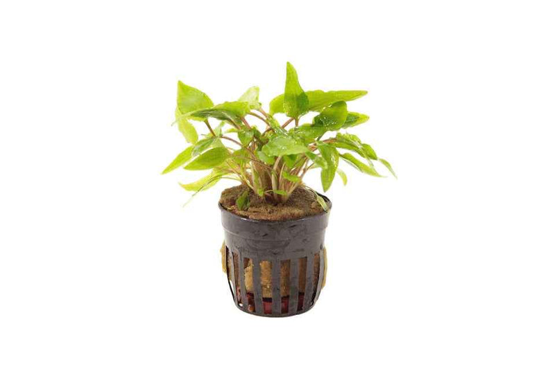 Cryptocoryne Wendtii - Groen