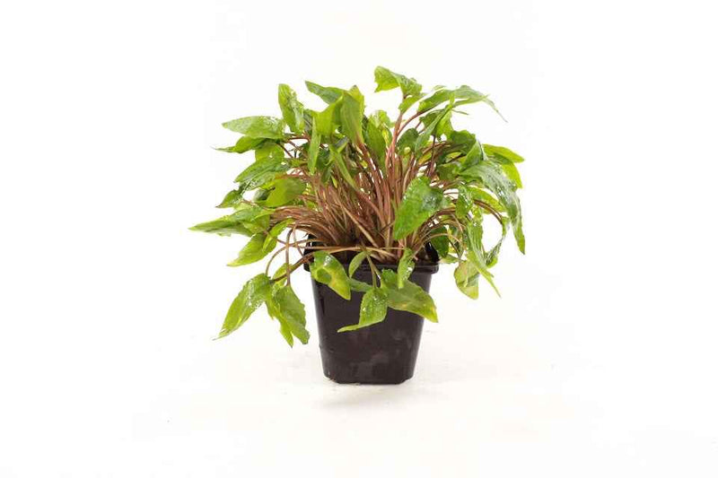 Cryptocoryne Wendtii - Groen XL