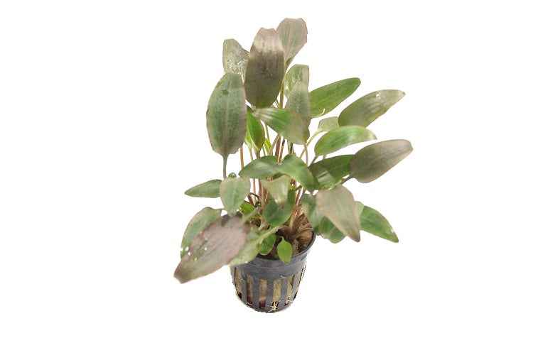Cryptocoryne Wendtii - Rood