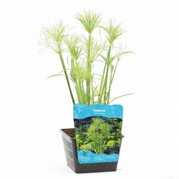 Cyperus Percamenthus 18x18