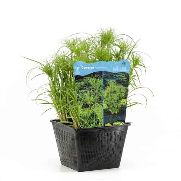 Cyperus Percamenthus 25x25