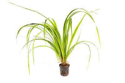 Cyperus Helferi - Aquarium Plants