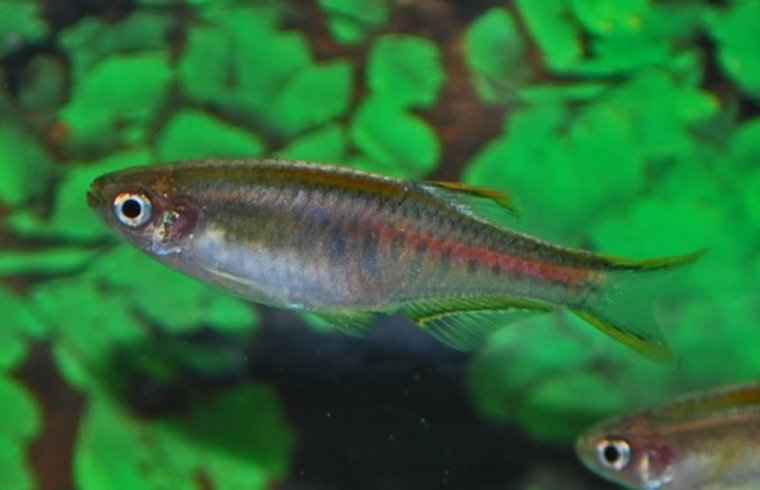 Vuurstreep Danio - Danio Choprae