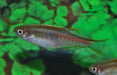 Danio Choprae - Vuurstreepdanio - Aquariumvissen