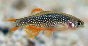 Galaxy Rasbora