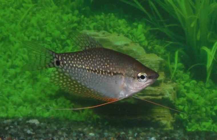 Diamant Goerami