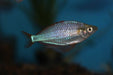 Diamant Regenboogvis - Melanotaenia Praecox