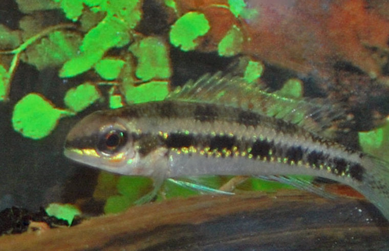 Dicrossus Filamentosus - Schaakbordcichlide - Aquariumvissen