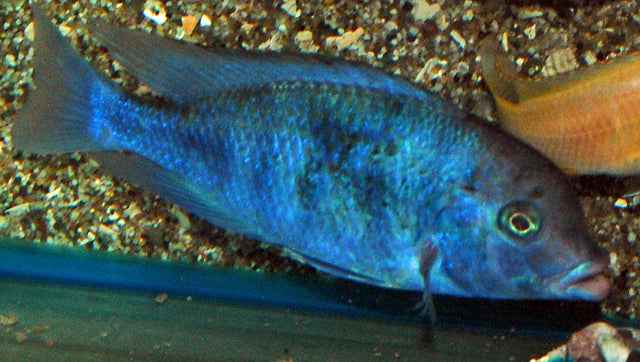 Cyrtocara Moorii