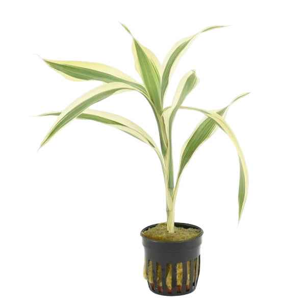 Dracaena Sandriana
