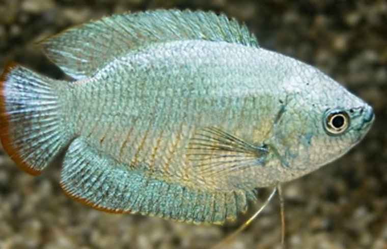 Dwerggoerami Cobalt