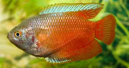 Dwerggoerami Rood