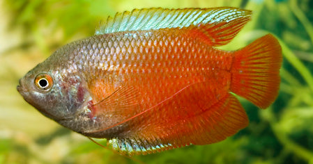 Trichogaster Lalius Red - Dwergourami Rood - Aquariumvissen