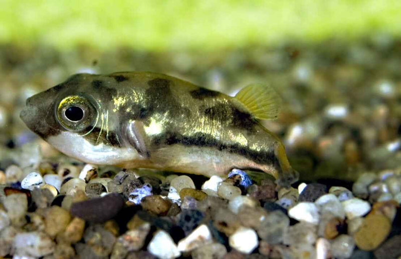Dwergkogelvis