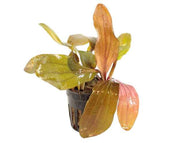 Echinodorus Hadi Red Pearl