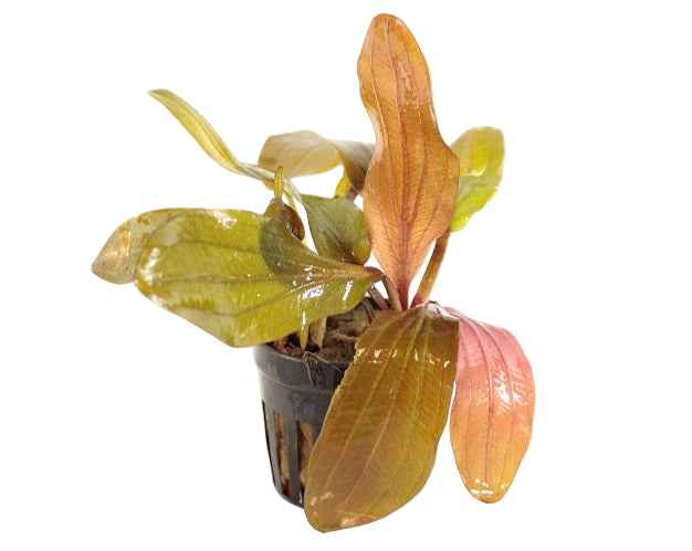 Echinodorus Hadi Red Pearl