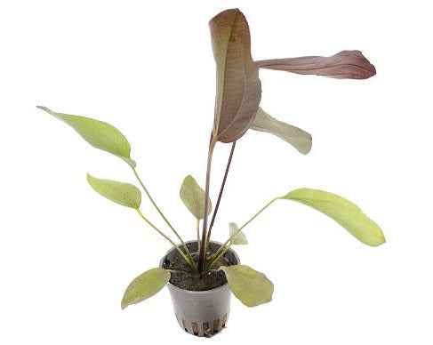 Echinodorus Aflame