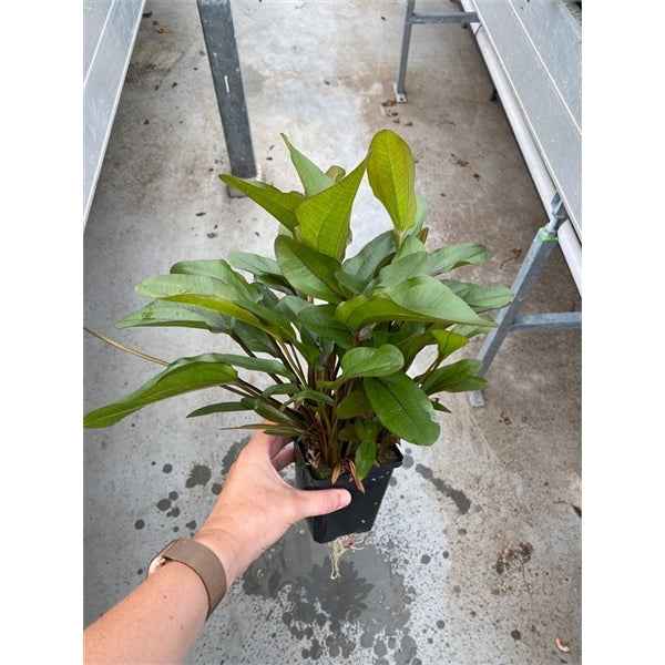 Echinodorus Atlandsberg XL