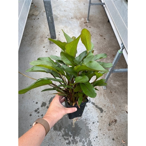 Echinodorus Atlandsberg XL Aquariumplanten