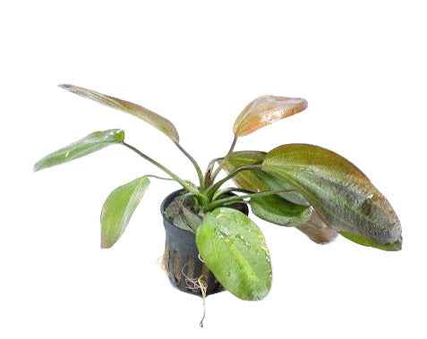 Echinodorus Barthii
