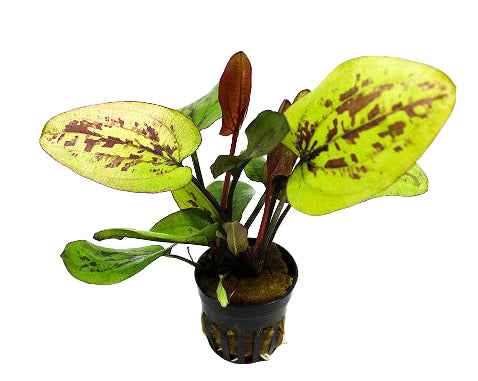 Echinodorus Chocolate Marble