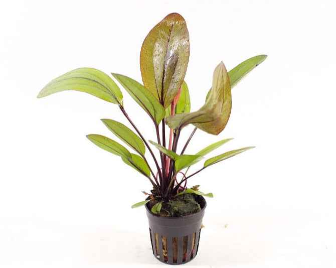 Echinodorus Devils Eye