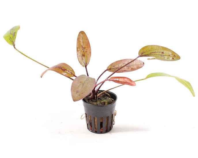 Echinodorus Felix