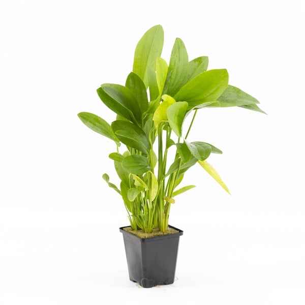 Echinodorus Granat XL
