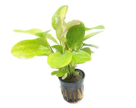 Echinodorus Harbich Groen