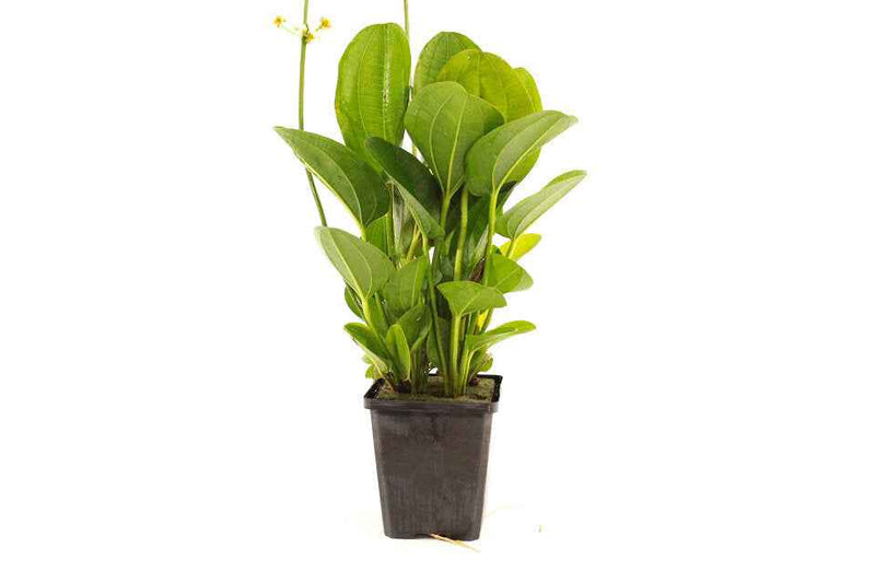 Echinodorus Harbich XL