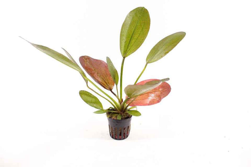 Echinodorus Hot pepper