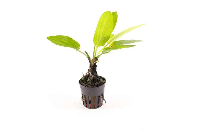 Echinodorus Oriental