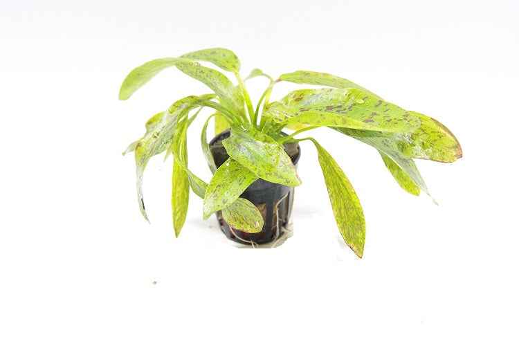 Echinodorus Ozelot Green