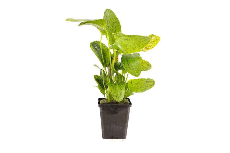 Echinodorus Ozelot Green XL
