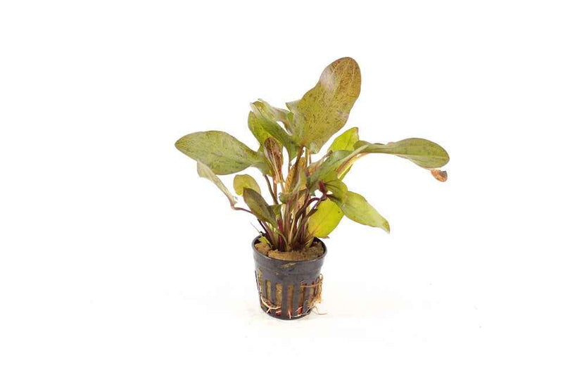 Echinodorus Ozelot Red