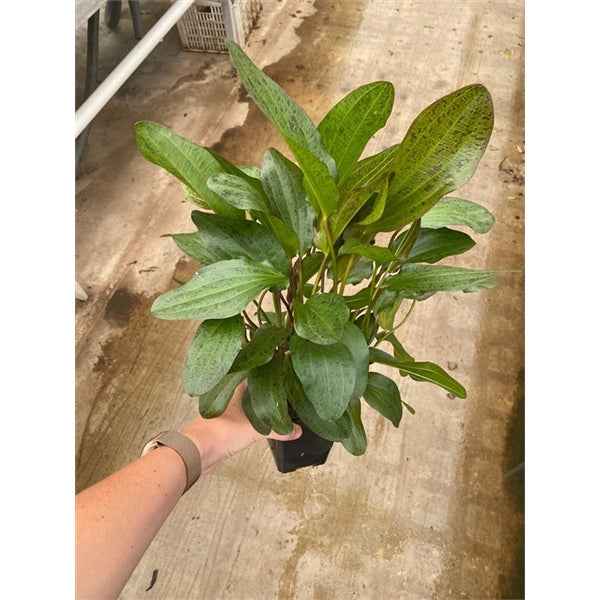 Echinodorus Ozelot Red XL