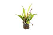 Echinodorus Red Diamond