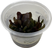 Echinodorus Reni - In Vitro