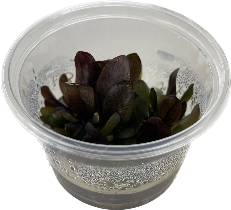 Echinodorus Reni - In Vitro