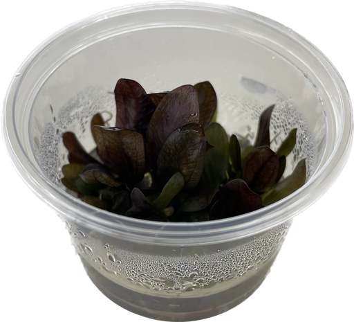 Echinodorus Reni - In Vitro