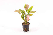Echinodorus Rosé